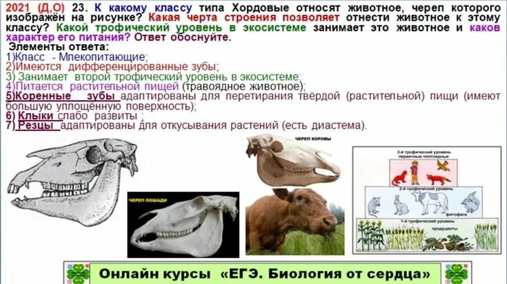 Имеются дифференцированные зубы