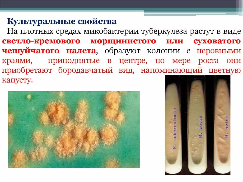 Микобактерии туберкулеза на среде Левенштейна Йенсена. Среда Левенштейна-Йенсена туберкулез. Микобактерия туберкулеза на среде Левенштейна. Нетуберкулезные микобактерии культуральные свойства.