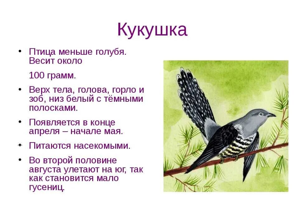 Птица кукушка жизнь. Кукушка. Кукушка описание. Информация о кукушке. Кукушка описание для детей.