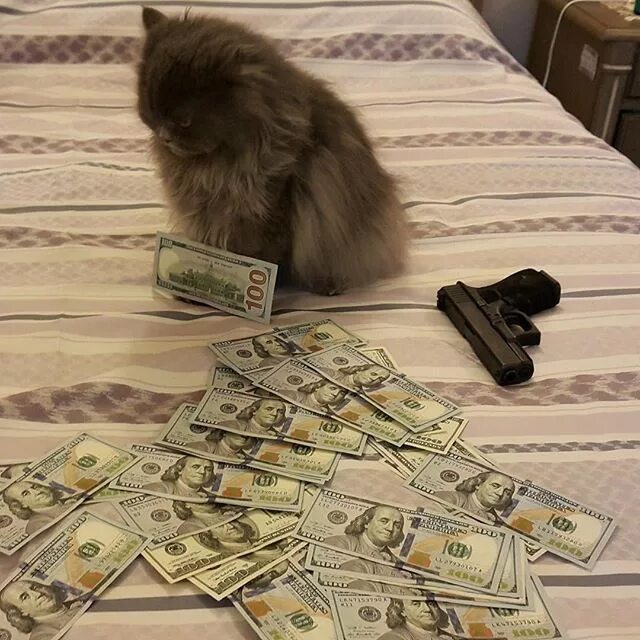 Где самые богатые животные. Денежный кот. Котик с деньгами. Зверюшки с деньгами. Животные с деньгами.