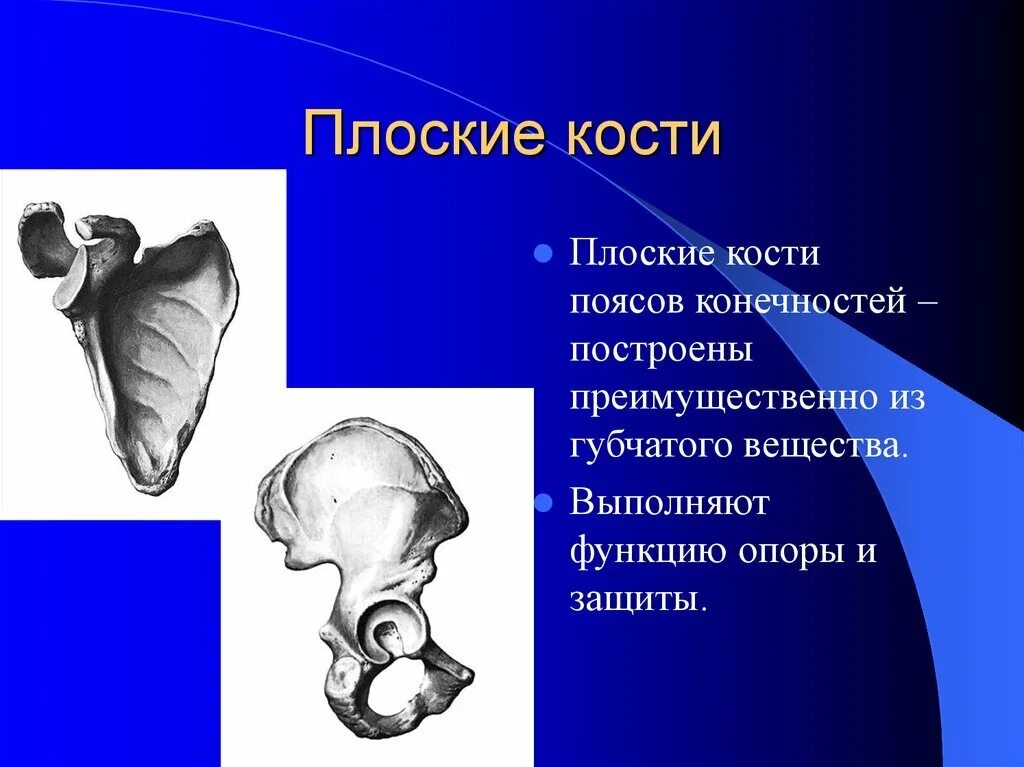 Пояс нижних конечностей человека. Пояс нижних конечностей чашеобразный. Кости тазового пояса и нижней конечности. Тазовый пояс анатомия скелет. Скелет пояса нижних конечностей подвздошная кость.