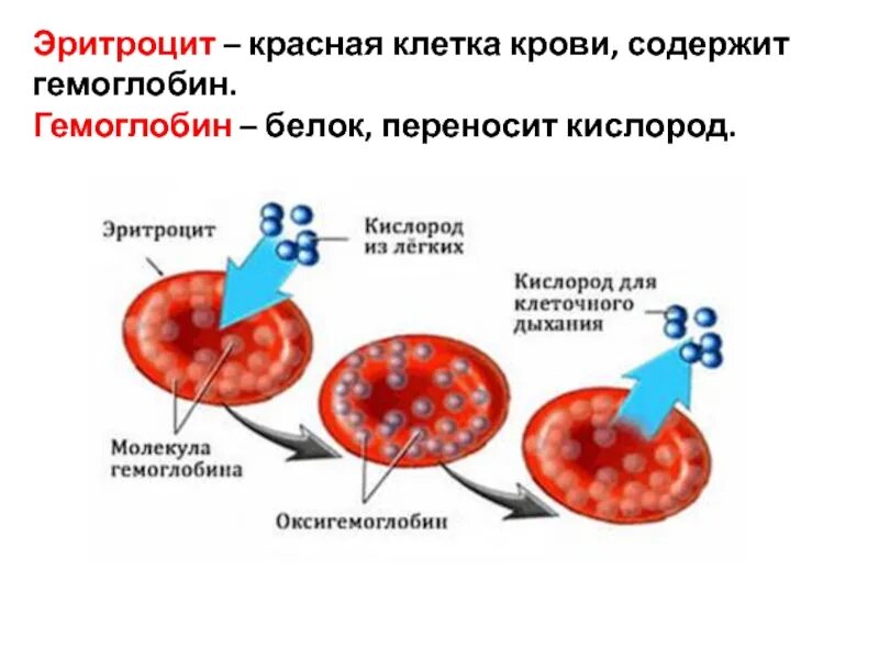Транспортируют углекислый газ эритроциты