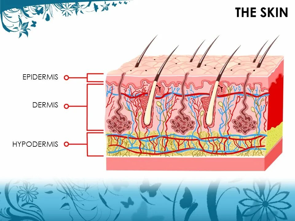 Эпидермис, дермис с возрастом. Дермис эрканарин. Integumentary epithelium in Russian.