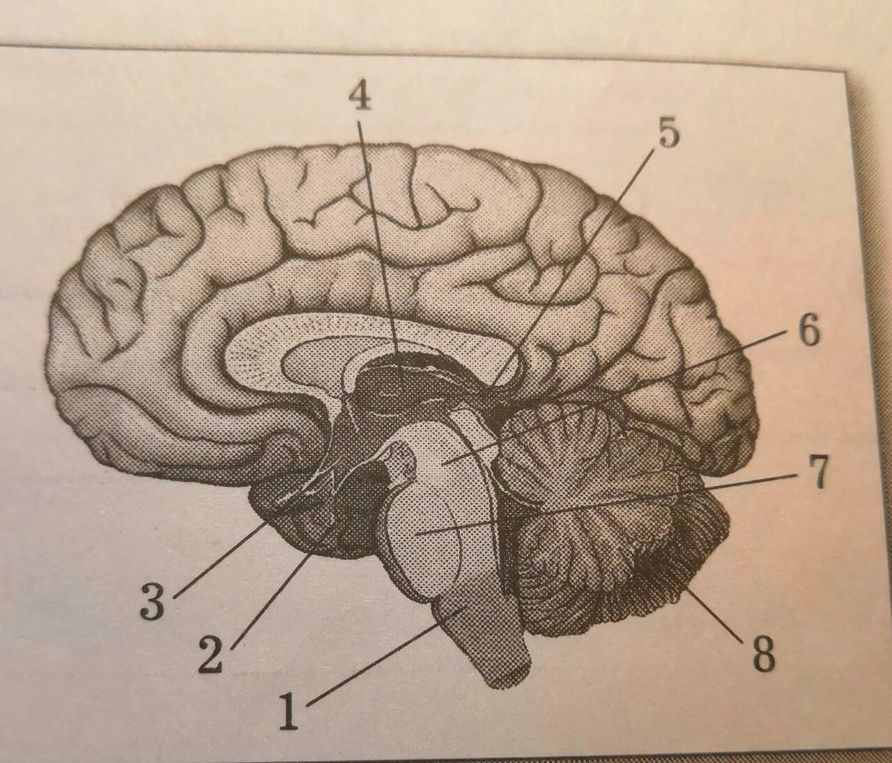 Рассмотрите рисунок с изображением мозга человека. Рис строение головного мозга. Строение головного мозга сбоку. Отделы головного мозга 8 класс биология. Структуры головного мозга биология 8 класс.
