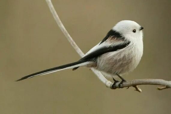 Птица с белым хвостом фото Pin by Anni on Lemmikud Pet birds, Cute animals, Cool pets