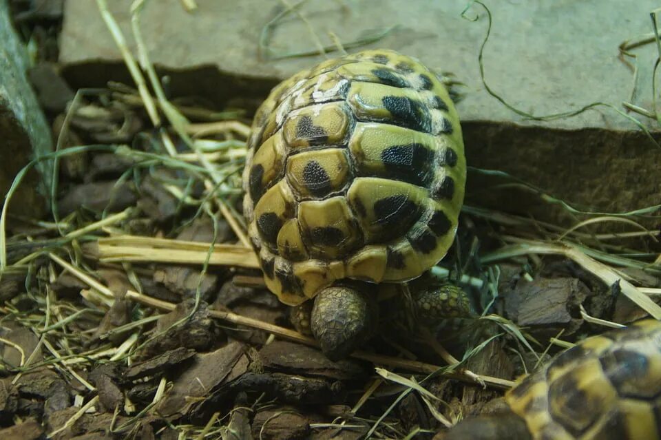 Turtle x. Черепаха Средиземноморская в террариуме. Греческая сухопутная черепаха. Панцирь черепахи. Греческая черепаха домашняя.