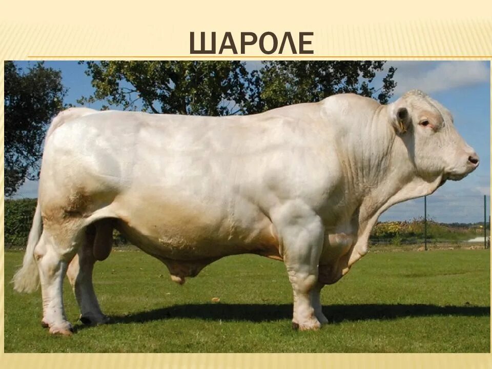 Мясной рогатый скот