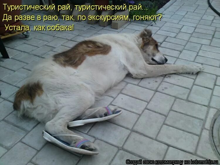 Устаю от прогулок. Собака устала. Уставшая собака. Устал без задних ног.