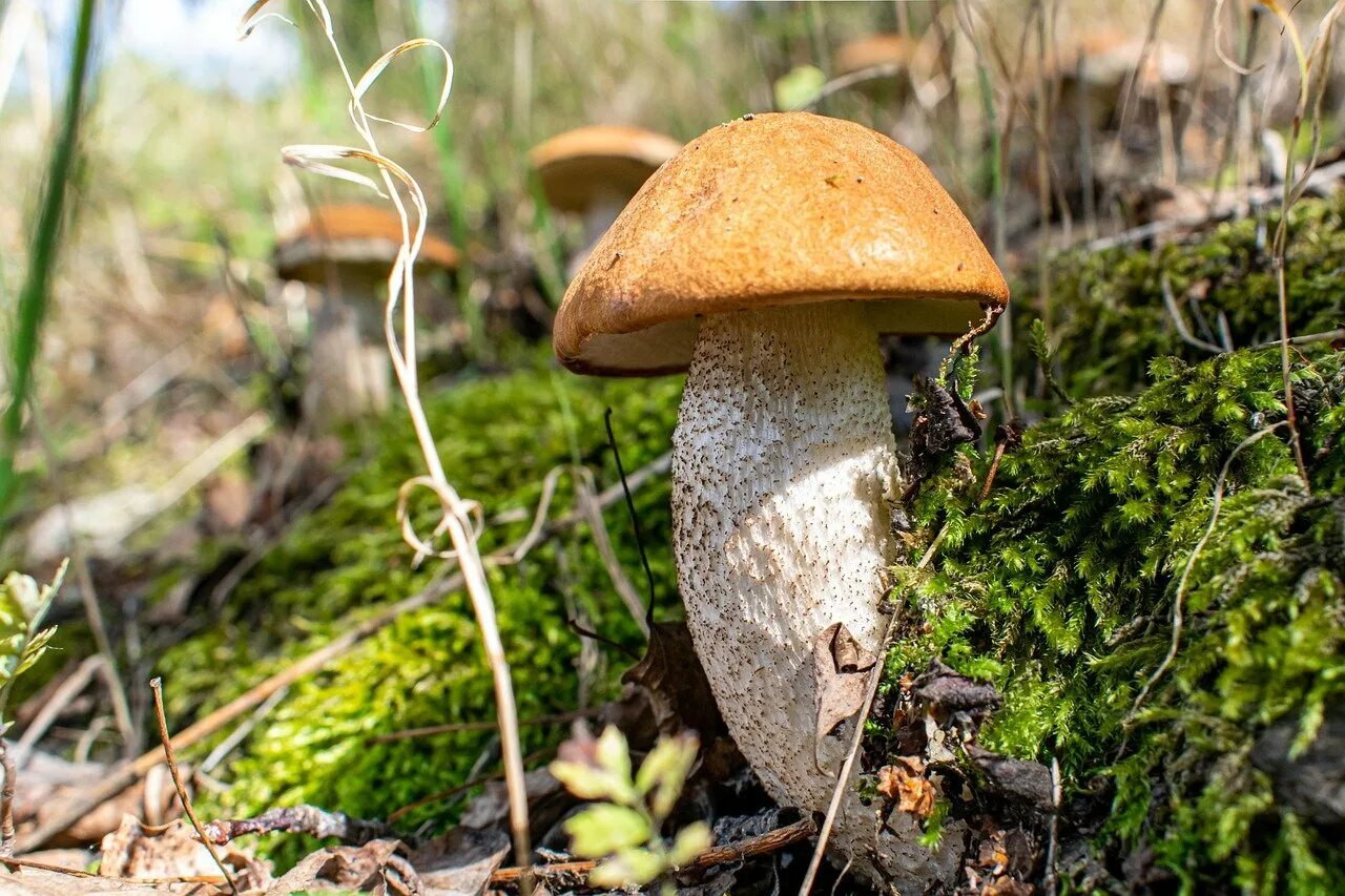 Подберезовик березовый. Orange cap Boletus гриб. Подберезовик и Боровик. Белый гриб и подберезовик. Фото Боровика и подберезовика.