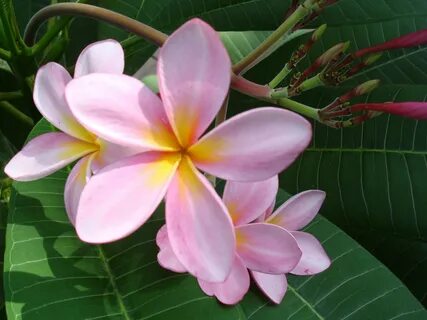 Pink Plumeria Wallpapers.