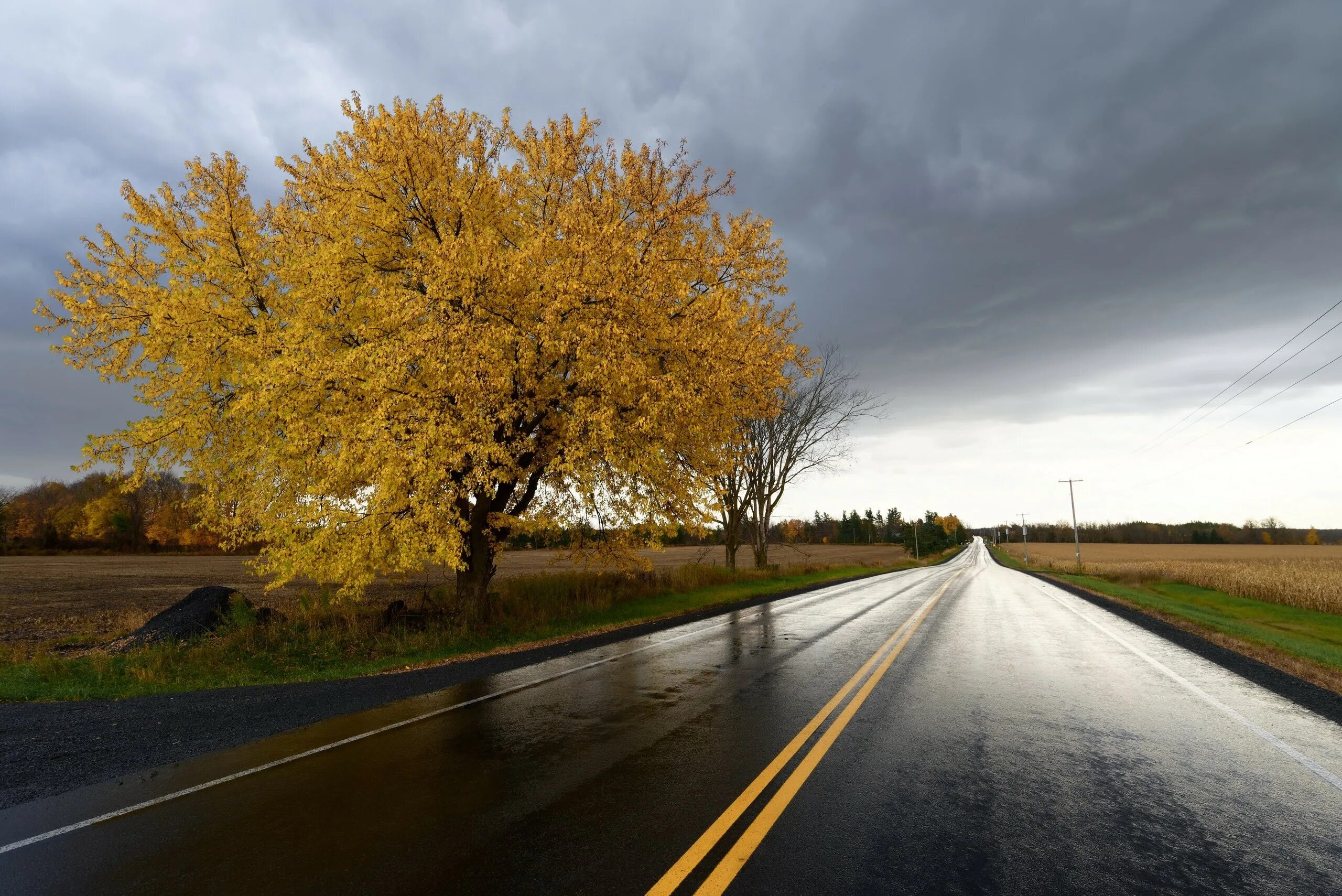 Golden roads. Дорога в осень. Деревья возле дороги. Дорога с деревьями. Прямая дорога.