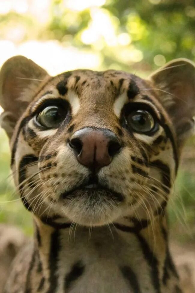 Лицо их животных. Морда львицы. Лицо их животных. Глаза животных крупным планом. Красивая львица.