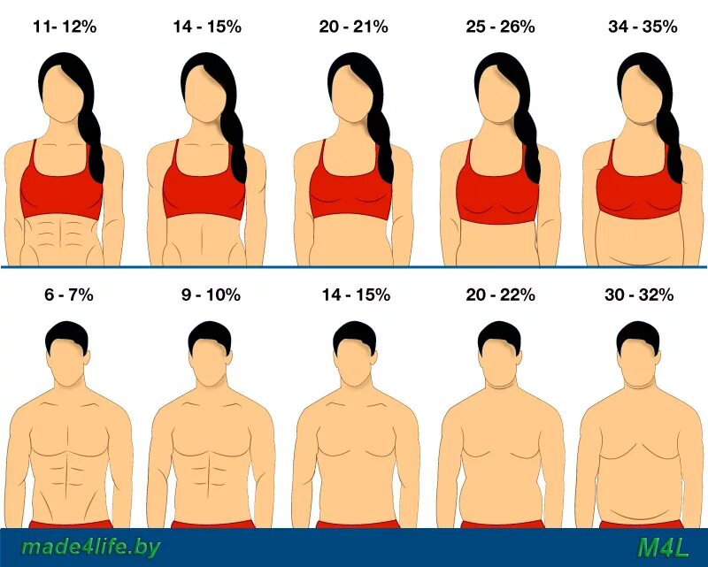 % Жира в организме женщины. Процент подкожного жира у мужчин. Процент жира в организме женщины. Процент подкожного жира у женщин.