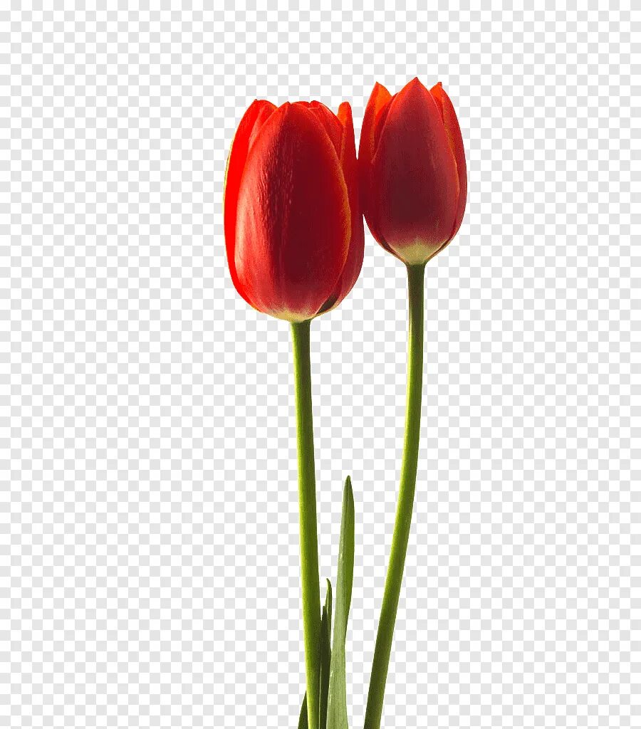 3 красных тюльпана. Tulipa gesneriana. Красные тюльпаны. Стебель тюльпана. Тюльпан один.
