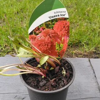Эхинацея гуава айс