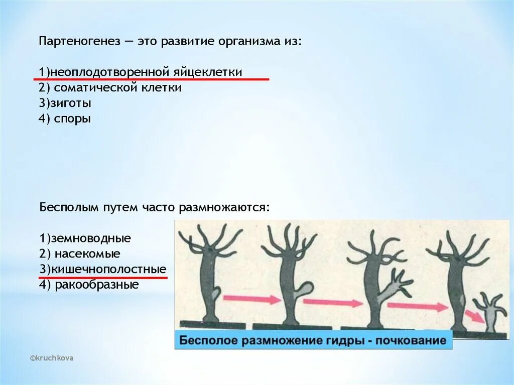 Развитие организма из неоплодотворённой яйцеклетки это. Развитие организма из неоплодотворенной клетки. Размножение 9 класс. Партеногенезе организм развивается из.