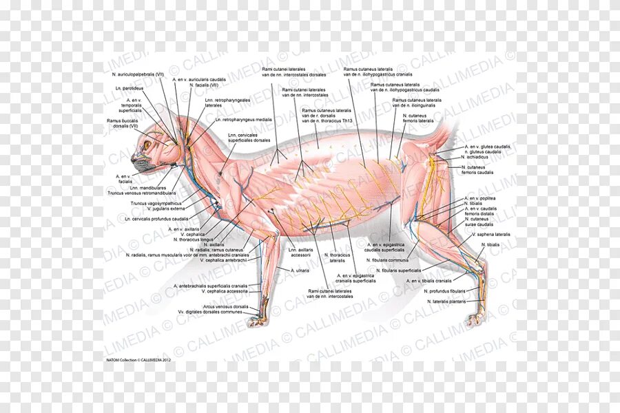 мышечная система кошки. анатомия кота. анатомия кота мышцы. мышечная система кошек. анатомия кошки внутренние органы.