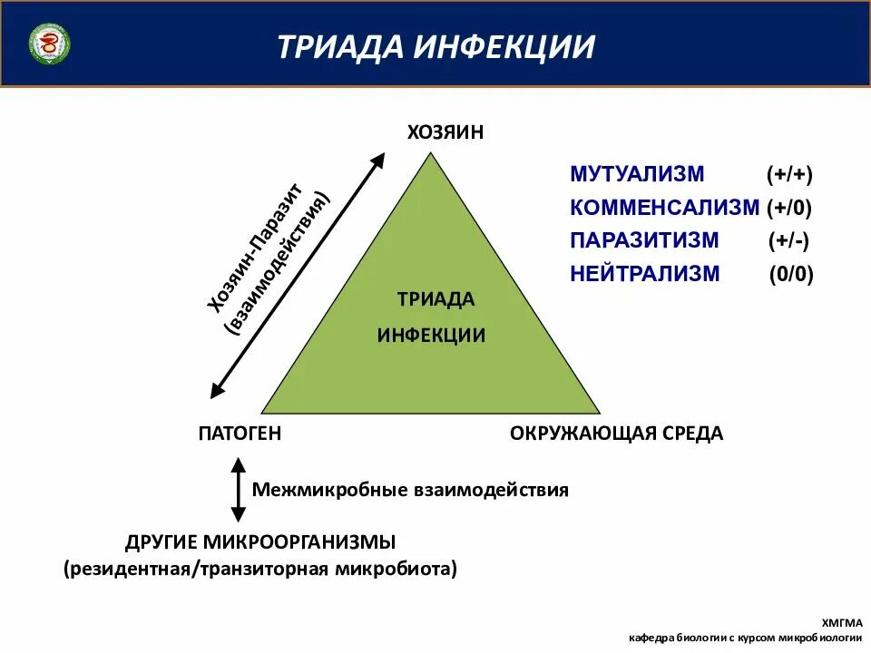 Антропологическая триада. Триада. Триада что это. Признаки гоминидной триады. Гоминидная триада триада.