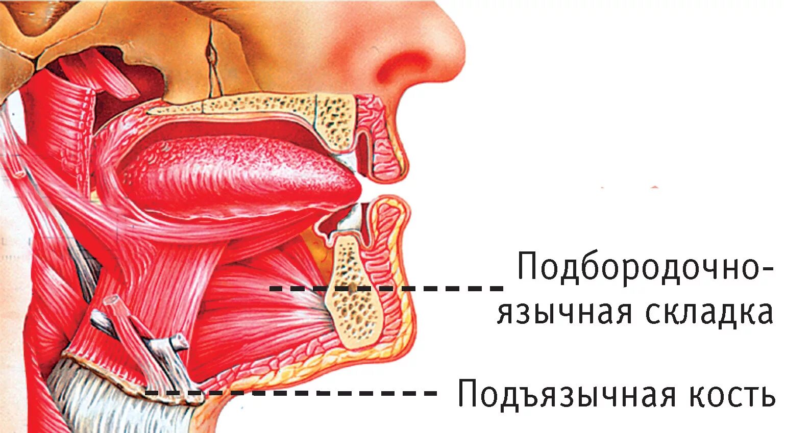 Подъязычная мышца языка. Язычная миндалина анатомия. подбородочно язычная мышца.