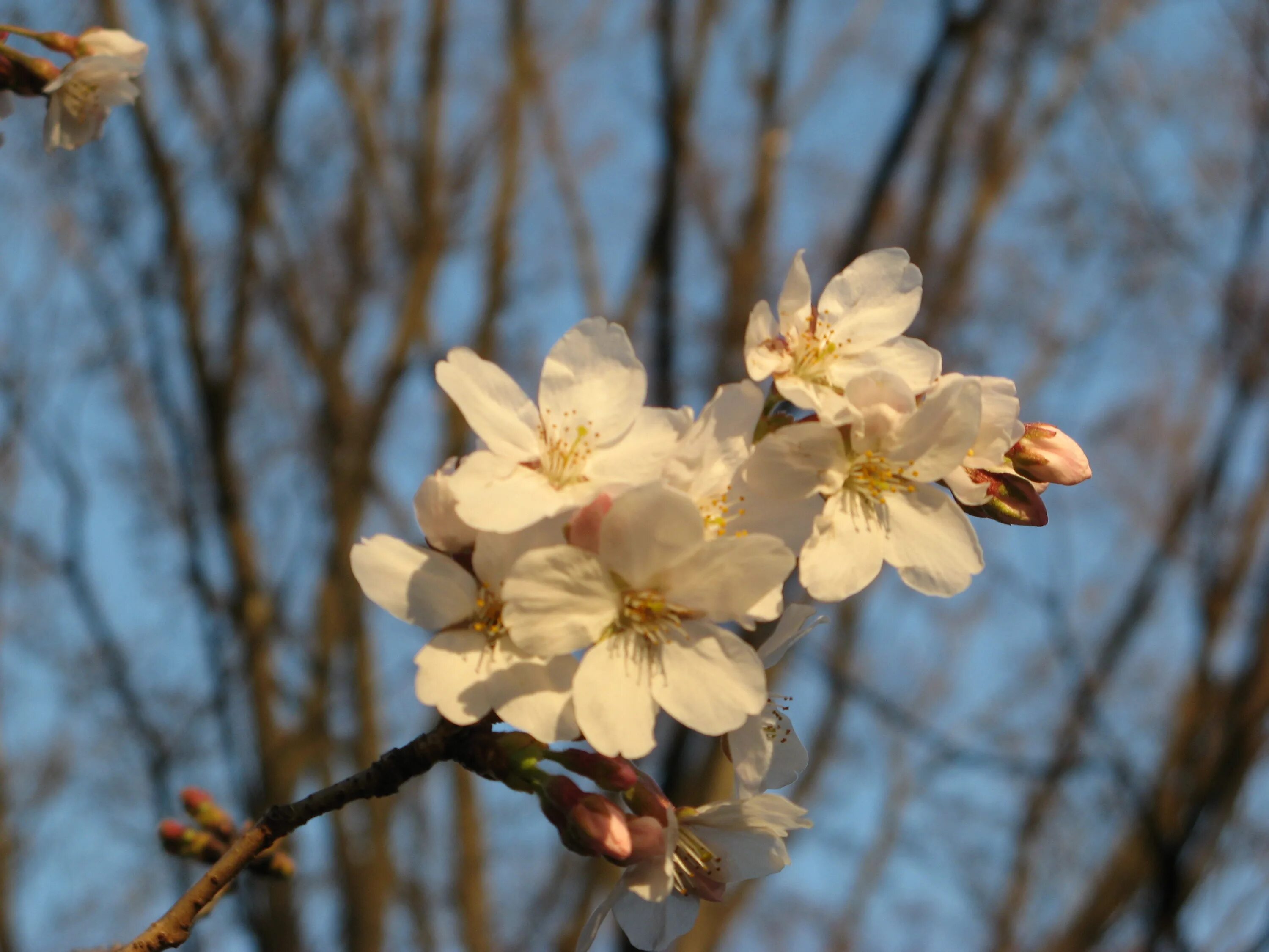 Какие деревья цветут в апреле. Зацветает. Какие деревья цветут в марте. Какое дерево цветет первым весной в Москве.