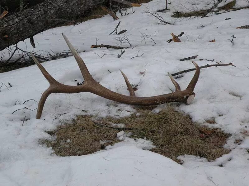 Приспособления лося. Рога лося. Рога лося на снегу. Лось сбрасывает рога.