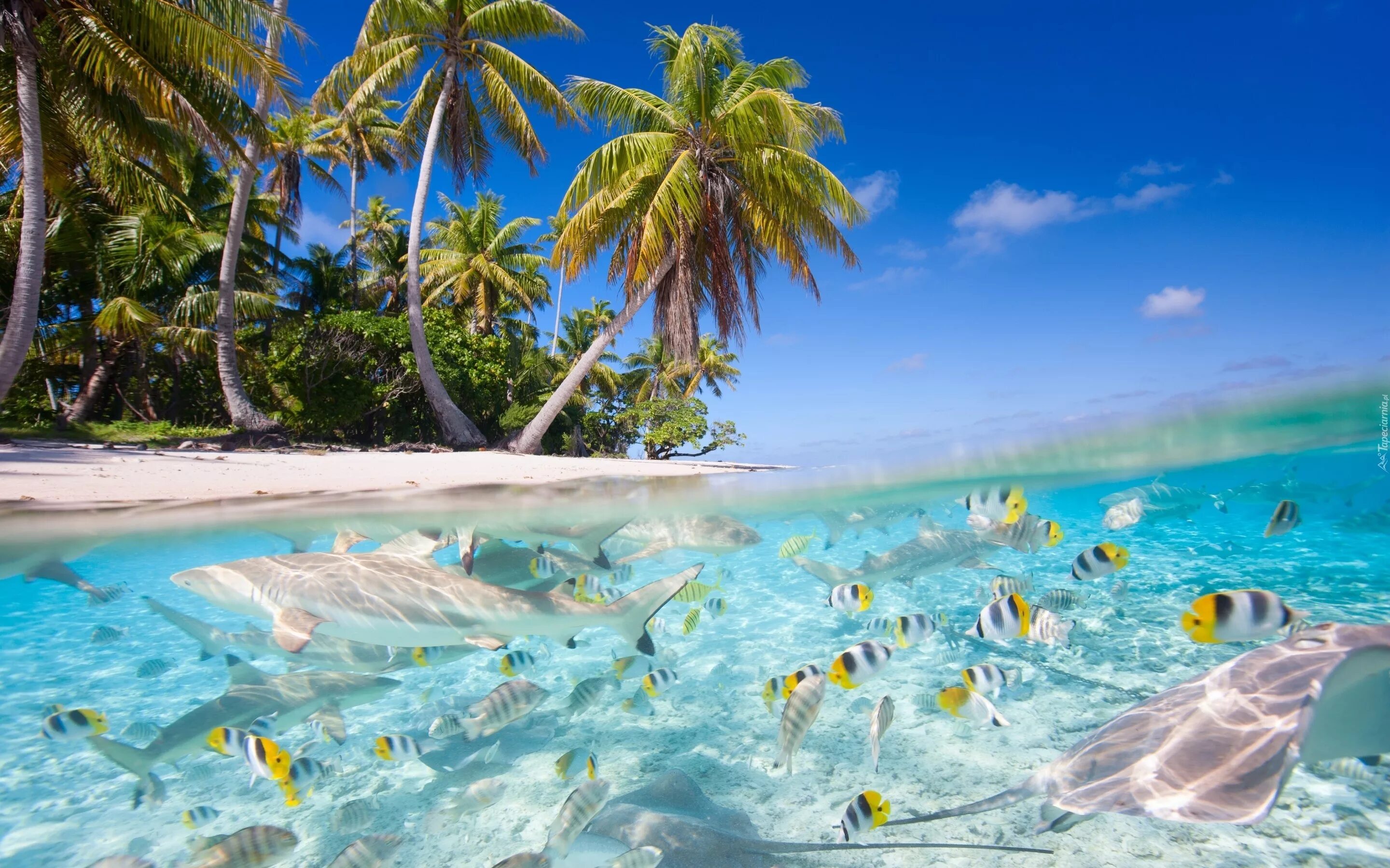 Голубая Лагуна Саона Доминикана. Бассейн Карибского моря Саона. Канары, Карибы, Мальдивы, Сейшелы.. Гавайи Мальдивы Карибы.