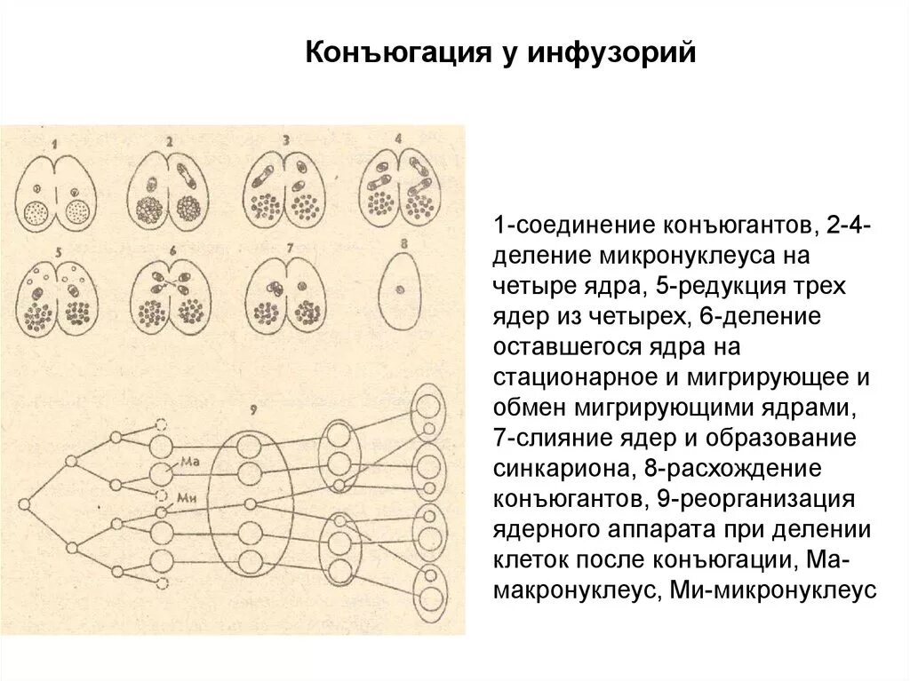 Иллюстрация этапов конъюгации инфузорий. Конъюгация инфузорий схема. Конъюгация инфузорий редукционное деление ядер. Процесс конъюгации схема.