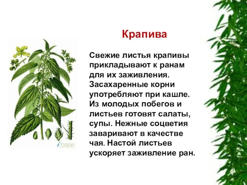 Крапива 4 класс. Крапива лист. Крапива лекарственное растение. Крапива описание. Корневище крапивы.