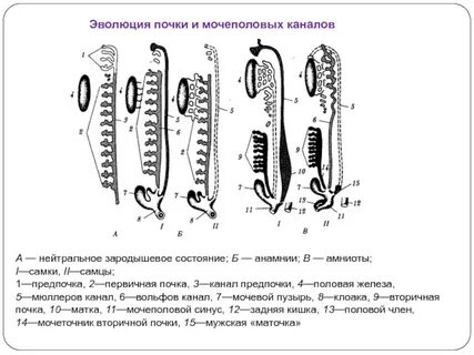 Почки позвоночные