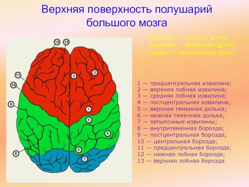 Борозды лобной доли больших полушарий. Борозды доли извилины коры головного мозга. Строение головного мозга доли борозды извилины. Поверхности коры больших полушарий