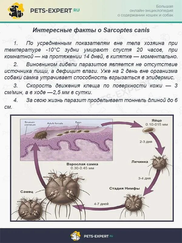 Sarcoptes scabiei жизненный цикл. Sarcoptes canis жизненный цикл. Жизненный цикл чесоточного зудня. Sarcoptes scabiei..