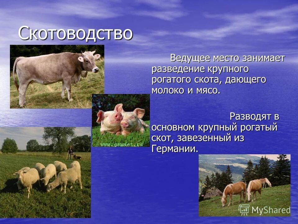 отрасли животноводства схема. типы скотоводства. скотоводство факторы размещения. направления скот овод тва. животноводство в европе.