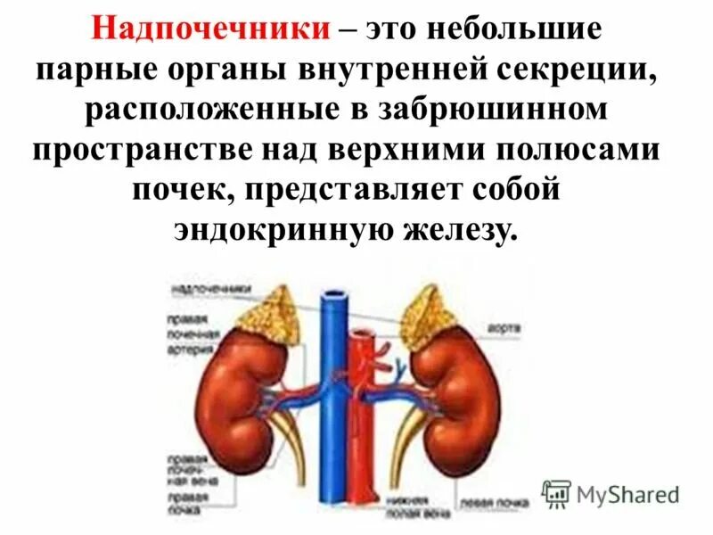 Почки и надпочечники строение. Парная железа надпочечники. Надпочечники парные железы. Парная железа надпочечники. Почки надпочечники анатомия человека.