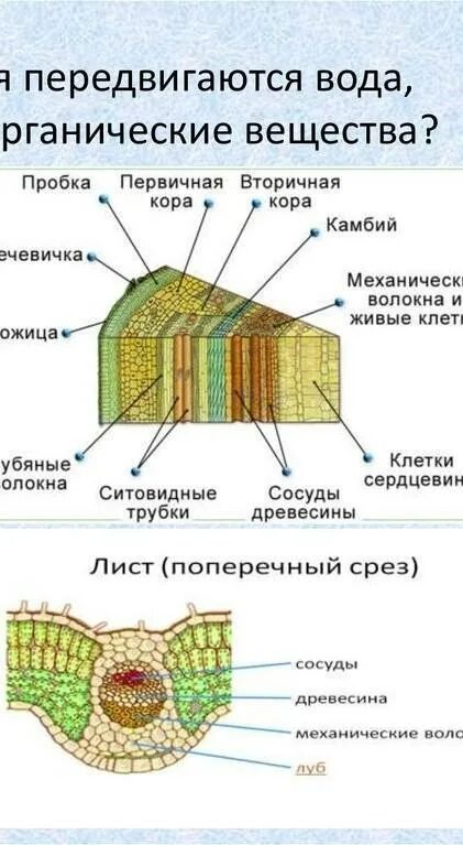 Передвижение веществ по растению. Опыт передвижение веществ по стеблю. Транспорт веществ у растений. Органические вещества в стебле древесного растения. Органические вещества перемещаются.