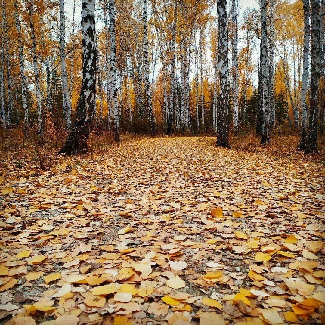 Листопад ничего. Октябрь листопад. листопад в лесу. осень фото. последние краски осени.