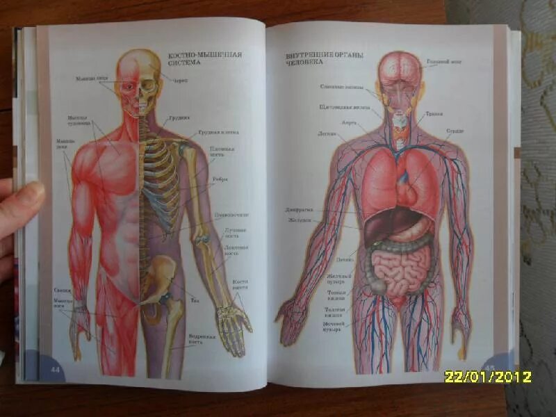 Анатомия человека. Человек биология. Биология анатомия человека. Тело человека анатомия. Анатомия человека пособия