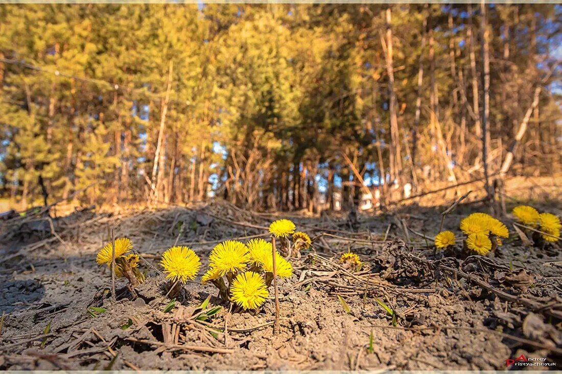 желтые первоцветы мать мачеха. весенние первоцветы мать и мачеха. первоцветы мать-и-мачеха. поляна мать и мачехи. мать и мачеха цветок.