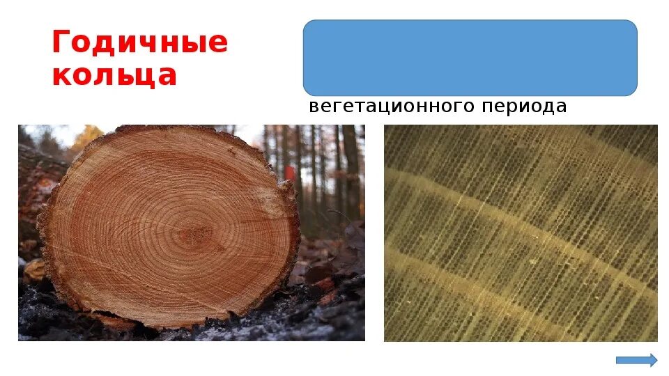Функция годичных колец. Функция годичных колец