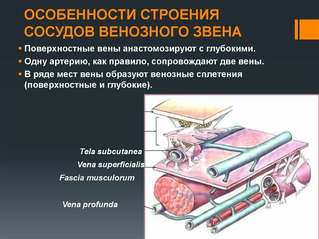 Особенности строения сосудов. Особенности строения артерий. Особенности строения вены. Особенности строения сосудов венозного звена. Особенности строения артерий вен