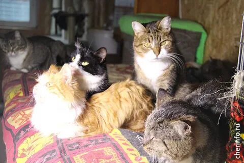 Кошки череповец