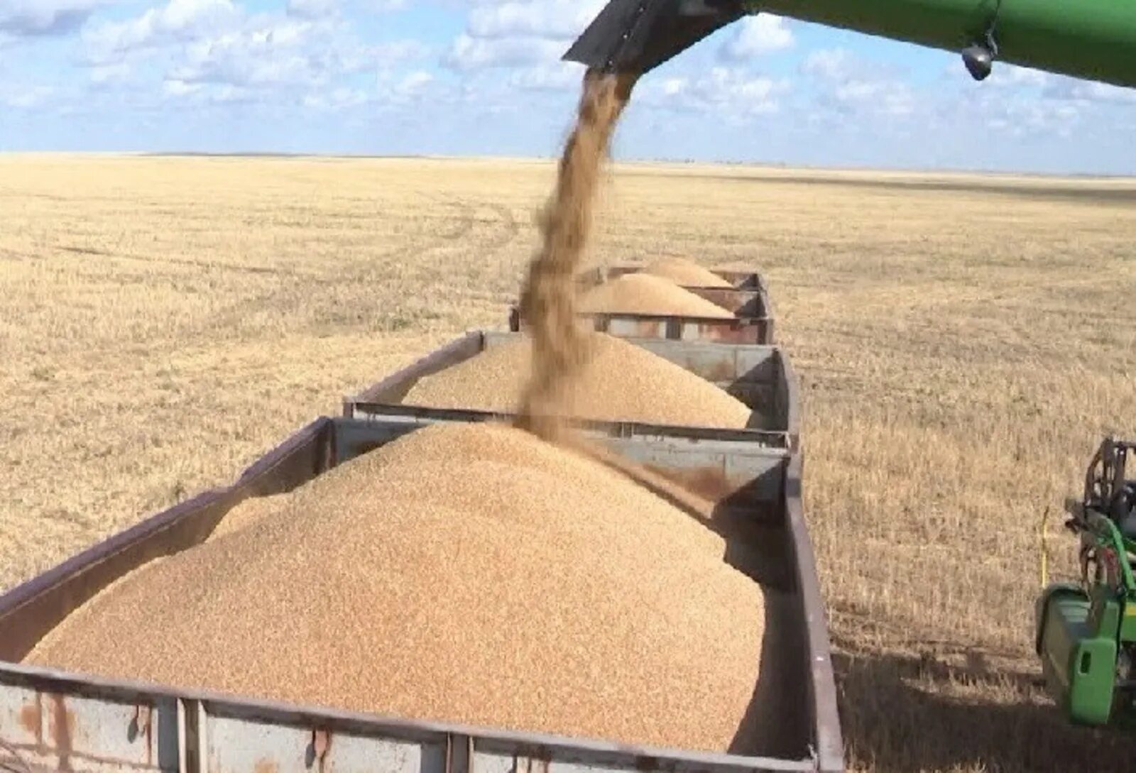 Урожай зерновых. Жатва пшеницы. Зерноводство в Казахстане. Пшеница зерно.