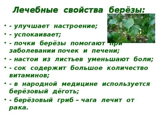 Береза лекарственное растение. Лечебные свойства березы. Полезные свойства березы. Берёзовые листья лечебные. Какая польза от березового