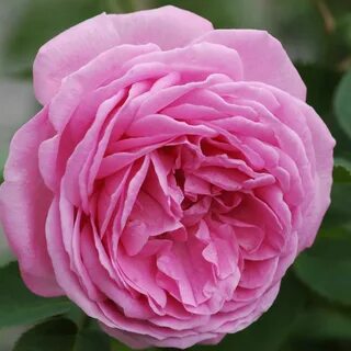 Louis rose