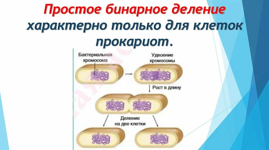 Прямым бинарным делением клетки