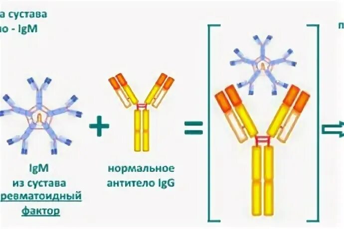 Ревматоидный фактор. Ревматоидный фактор IGM что это. Ревматоидный фактор 5. Изолированное повышение ревматоидного фактора.