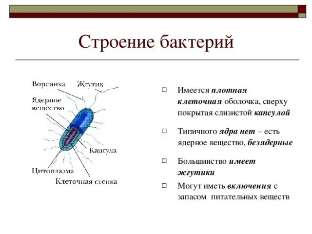 Какие функции жгутики. Строение жгутиков бактерий. схема строения жгутика бактерий микробиология. строение и функции жгутиков. строение и функции жгутиков бактерий.