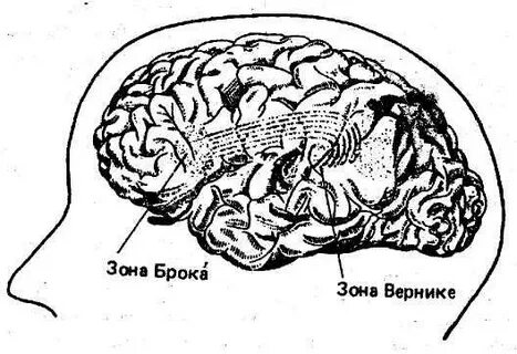 Мозги язык