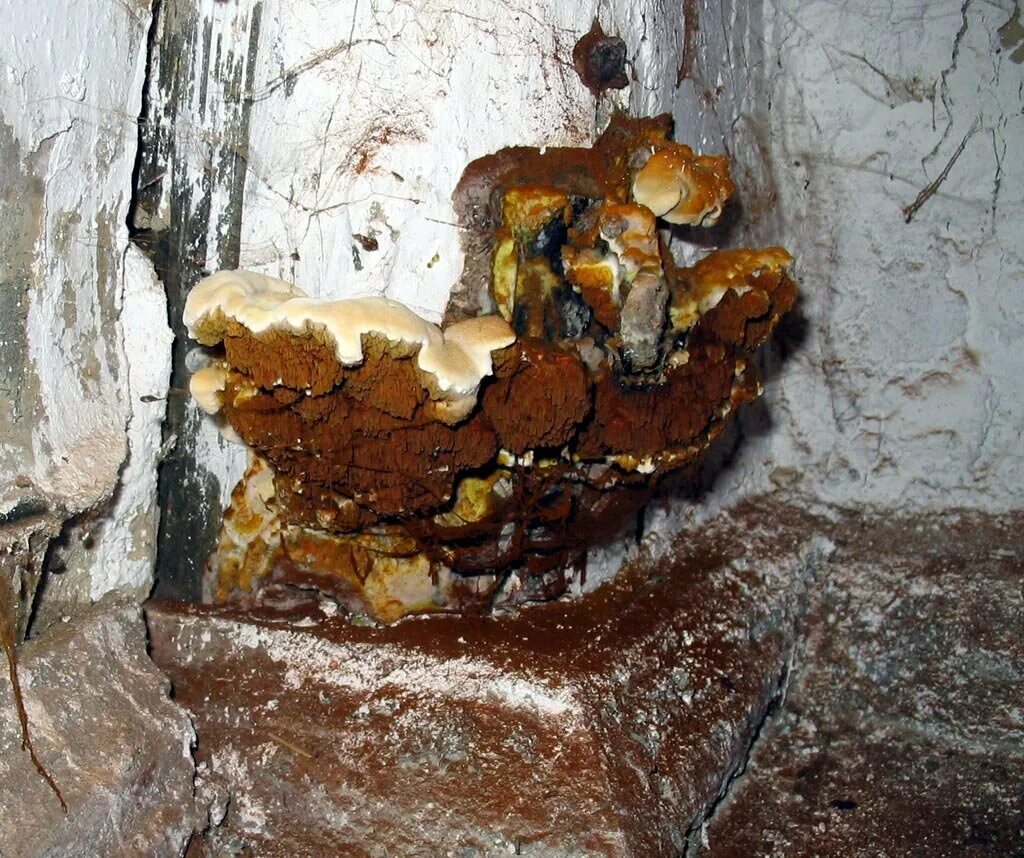 Домовый гриб serpula lacrymans. Настоящий домовый гриб (serpula lacrymans. Серпула плачущая. Серпула плачущая. Домовый гриб - merulius lacrymans.
