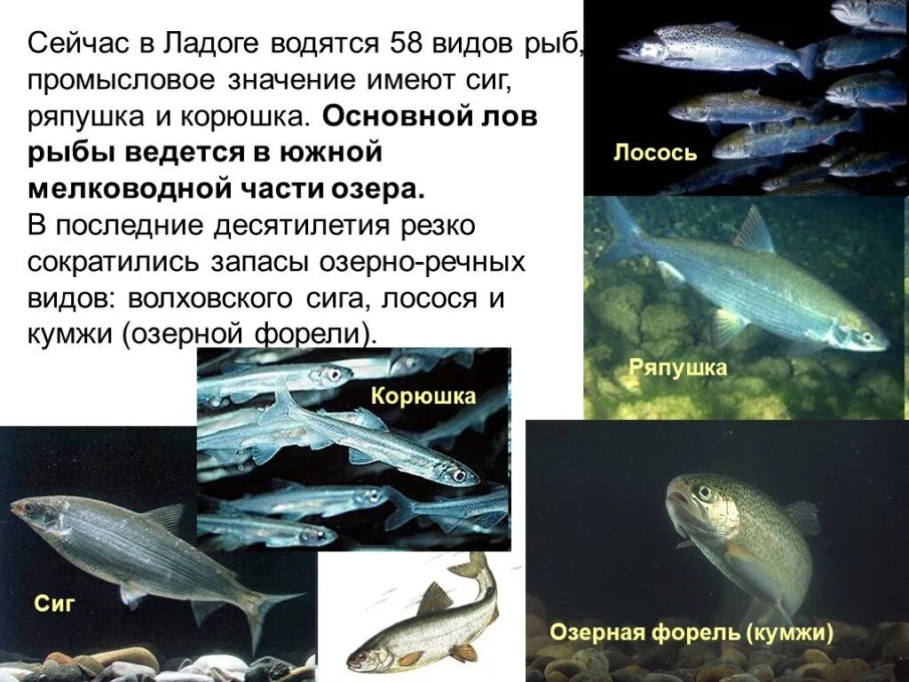 Рыбы ладожского озера. Рыбы обитающие в ладоге. рыба которая водится на ладога. рыбы обитающие в озерах.