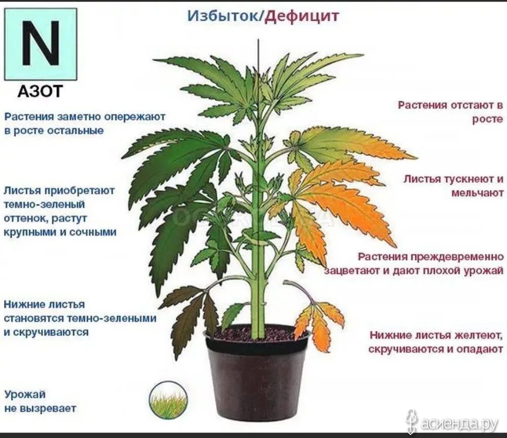 Азот в комнате. Недостаток азота у растений. дефицит ахота у растений. дефицит азота у растери. недостаток и избыток азота у растений.